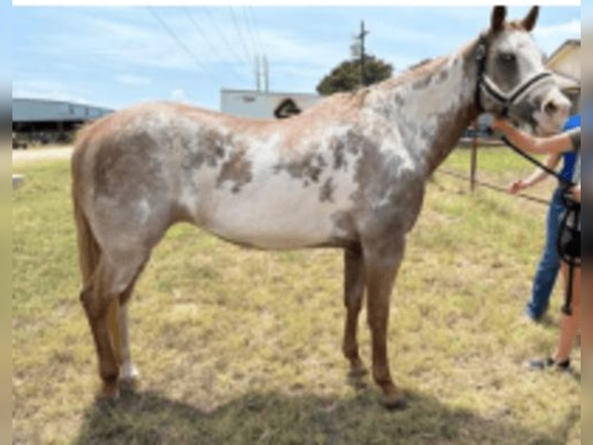 American Quarter Horse Stute 19 Jahre Roan-Red in Pflugerville