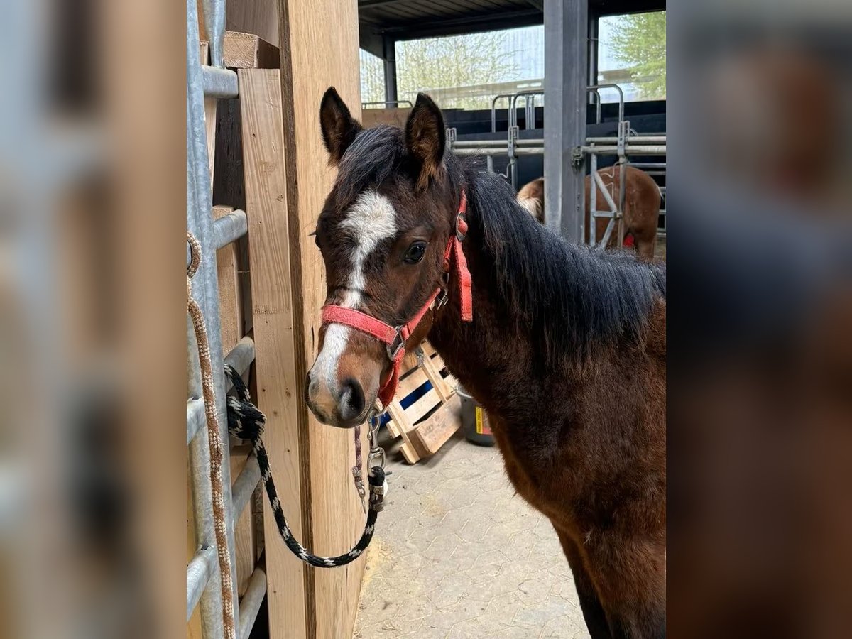 American Quarter Horse, Stute in Daleiden
