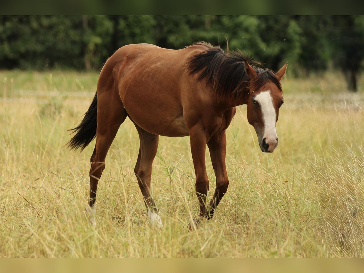 American Quarter Horse Stute 1 Jahr 142 cm Brauner in Waldshut-Tiengen