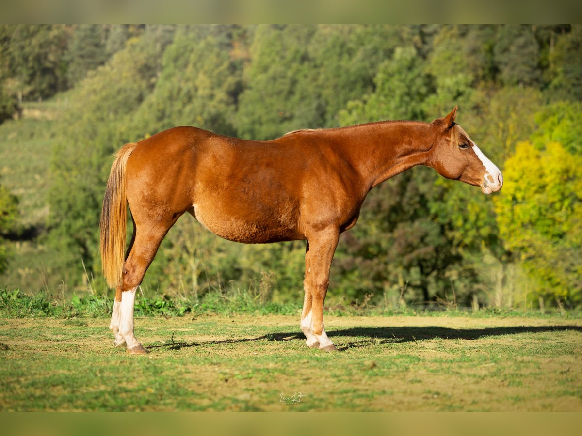 American Quarter Horse Stute 1 Jahr 142 cm Dunkelfuchs in sant joan de les abadesses