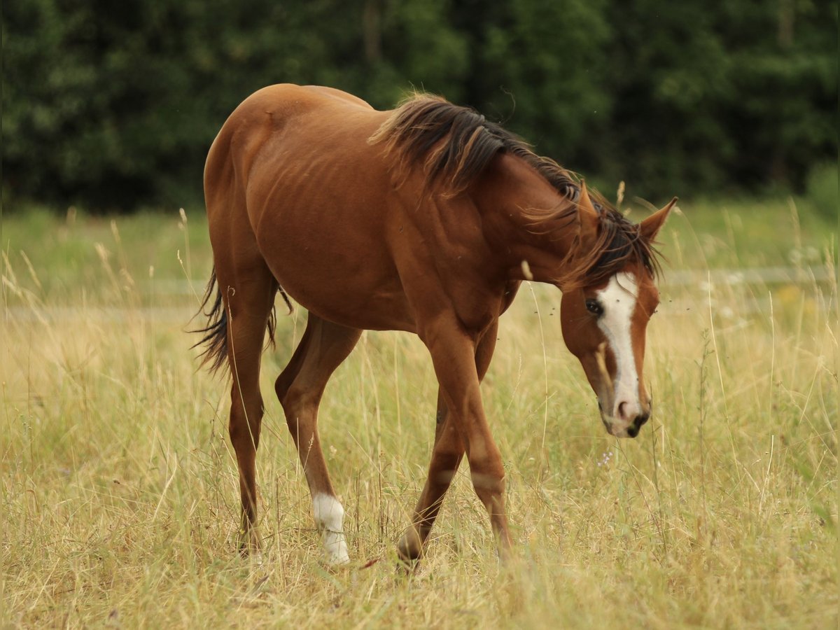 American Quarter Horse Stute 1 Jahr 146 cm Brauner in Waldshut-Tiengen