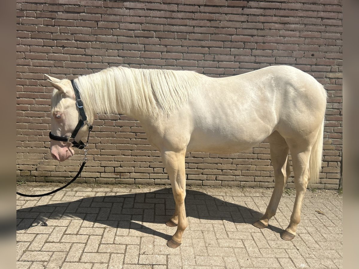 American Quarter Horse Stute 1 Jahr 148 cm Cremello in Vijlen