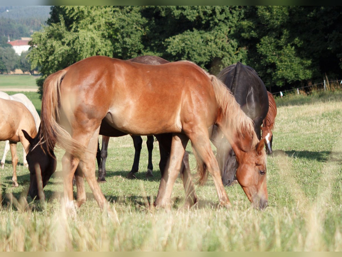 American Quarter Horse Stute 1 Jahr 148 cm Fuchs in Neukirchen bei Sulzbach-Rosenberg