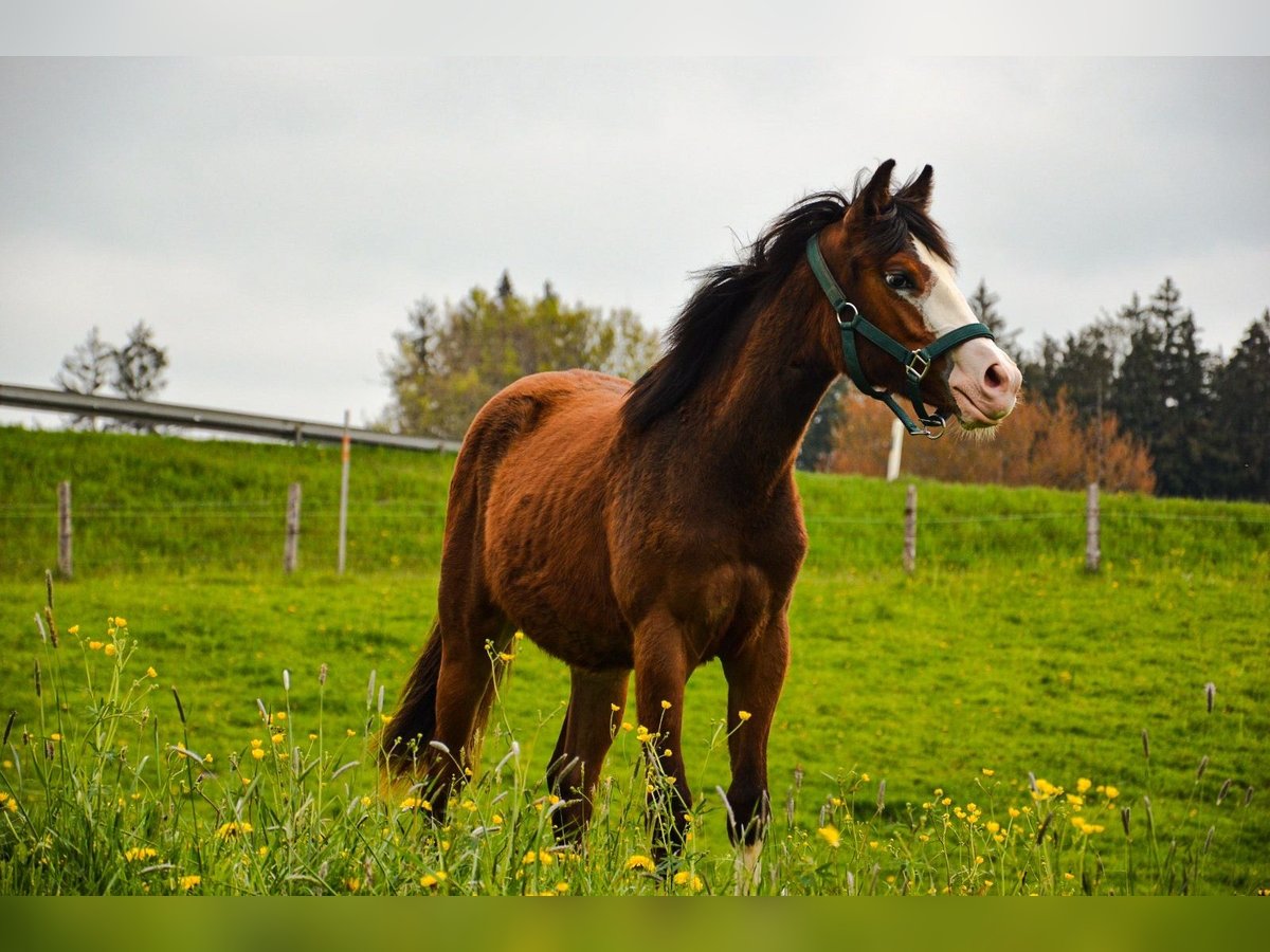 American Quarter Horse Stute 1 Jahr 148 cm Rotbrauner in Heimenkirch