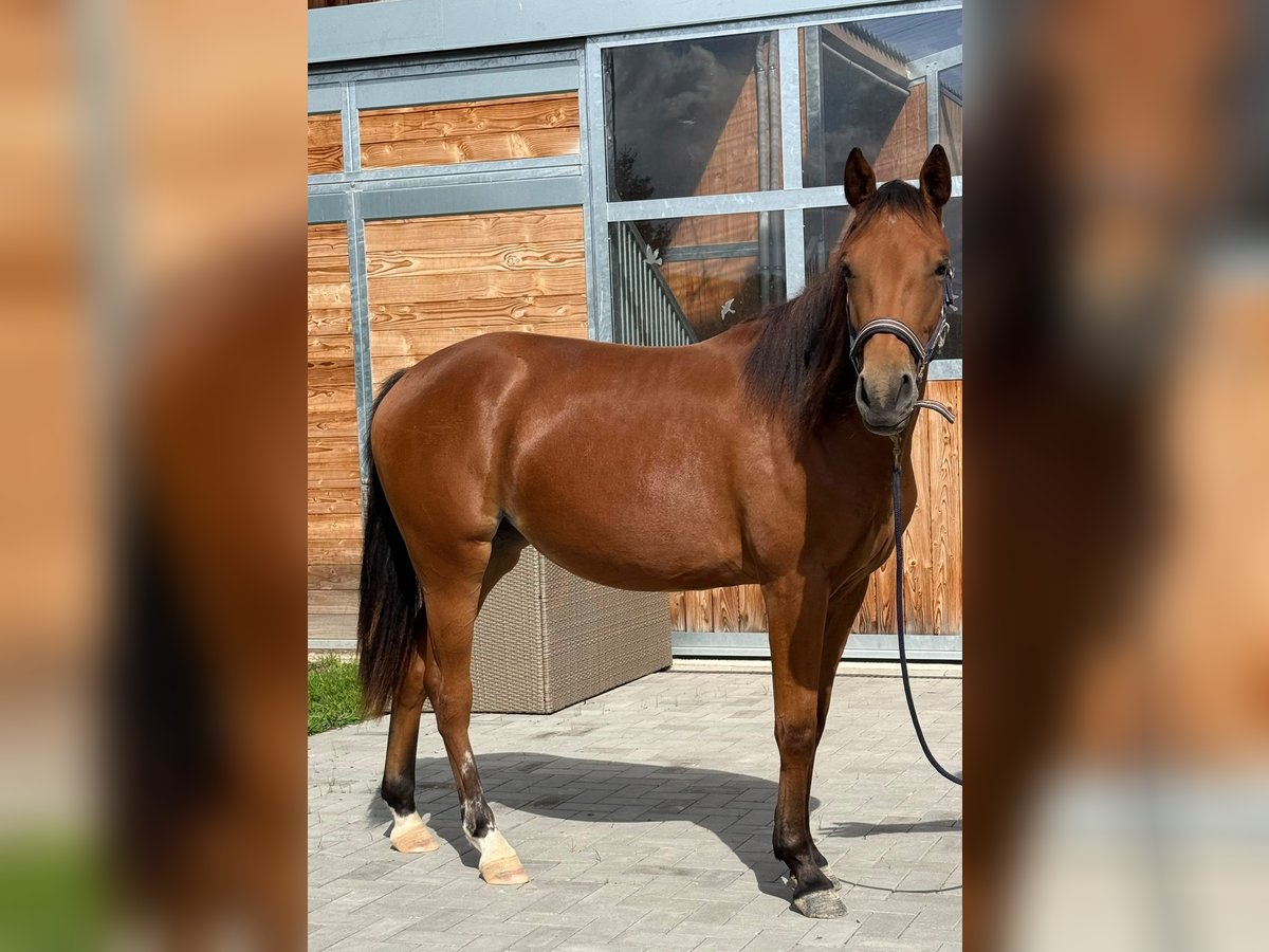 American Quarter Horse, Stute in Kindelbrück