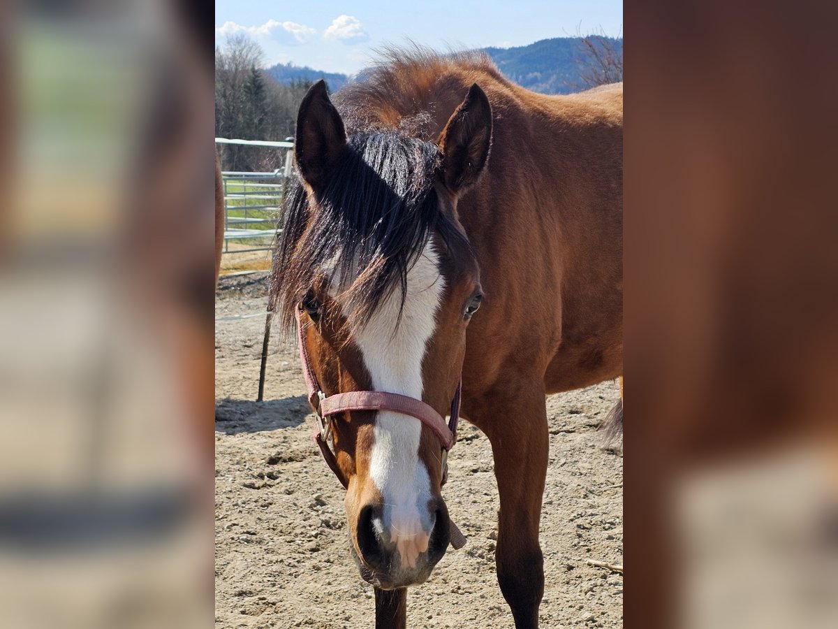 American Quarter Horse Stute 1 Jahr 150 cm Brauner in Ottnang am Hausruck
