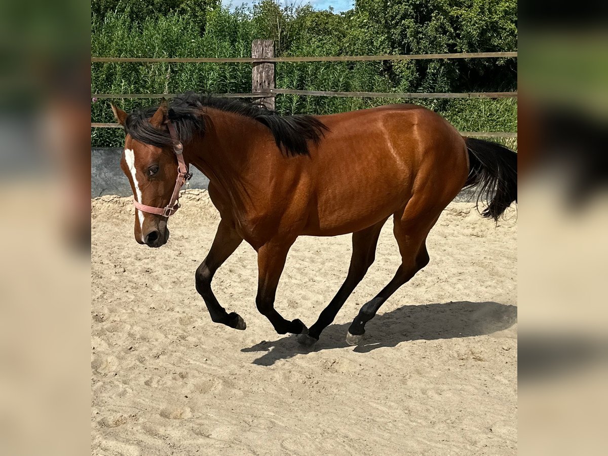 American Quarter Horse Stute 1 Jahr 150 cm Brauner in Hamburg