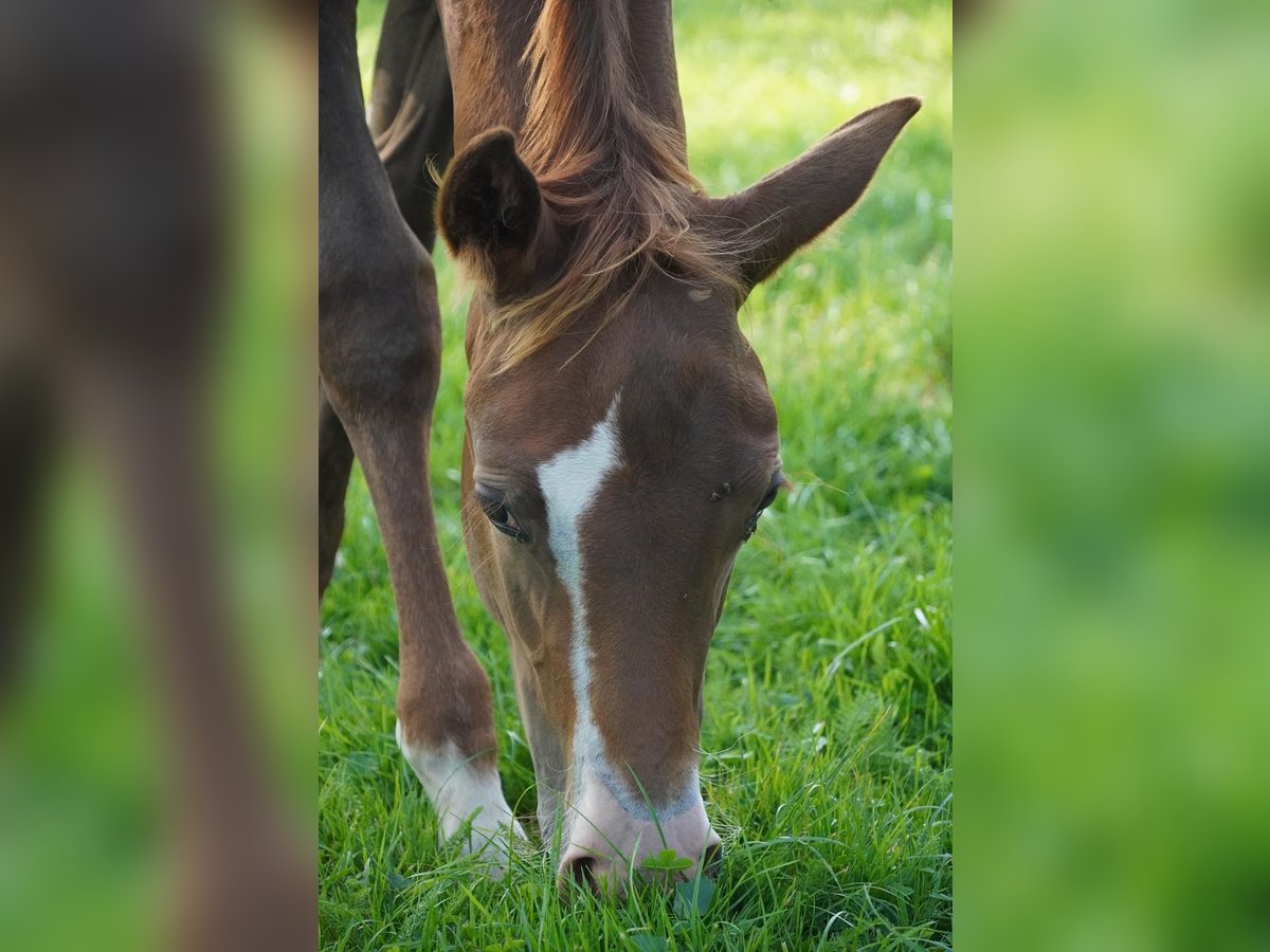 American Quarter Horse Stute 1 Jahr 150 cm Dunkelfuchs in Neustadt am Rübenberge