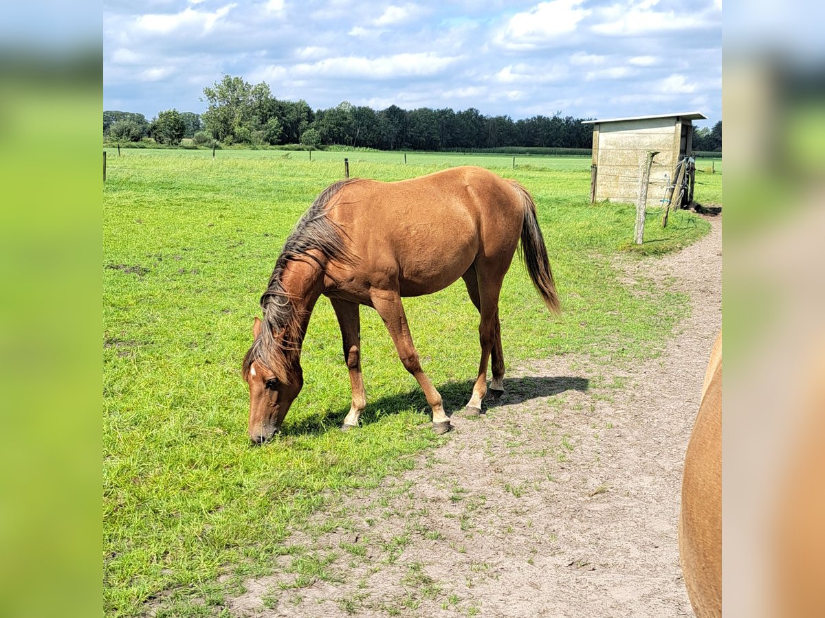 American Quarter Horse Stute 1 Jahr 150 cm Dunkelfuchs in Arendonk