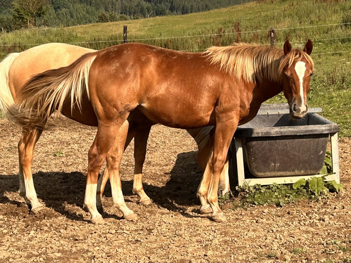American Quarter Horse Stute 1 Jahr 150 cm Dunkelfuchs in H&#xFC;rtgenwald