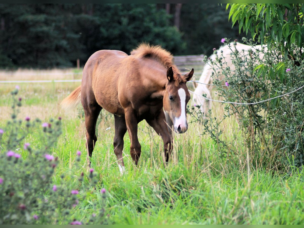 American Quarter Horse Stute 1 Jahr 150 cm Dunkelfuchs in Königsmoos