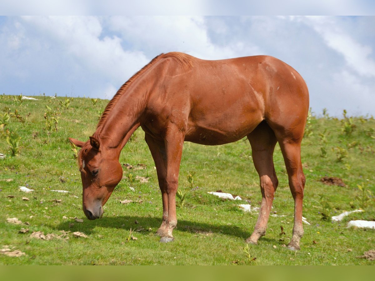 American Quarter Horse Stute 1 Jahr 150 cm Dunkelfuchs in Thalgau