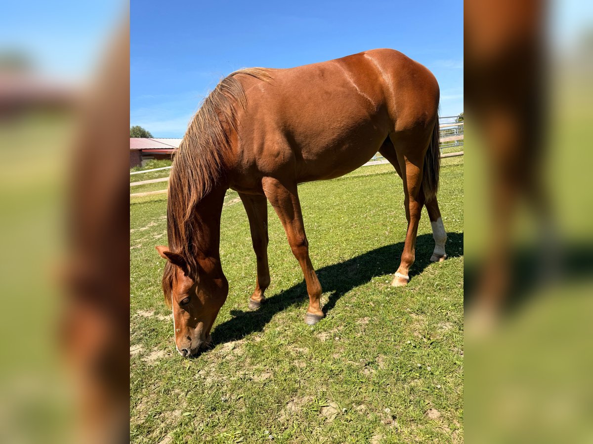 American Quarter Horse, Stute in Schönberg