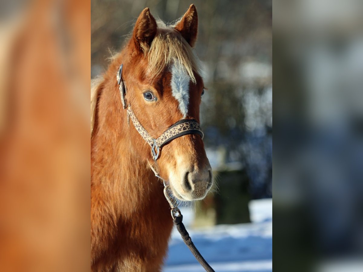 American Quarter Horse Stute 1 Jahr 150 cm Fuchs in Hellenthal