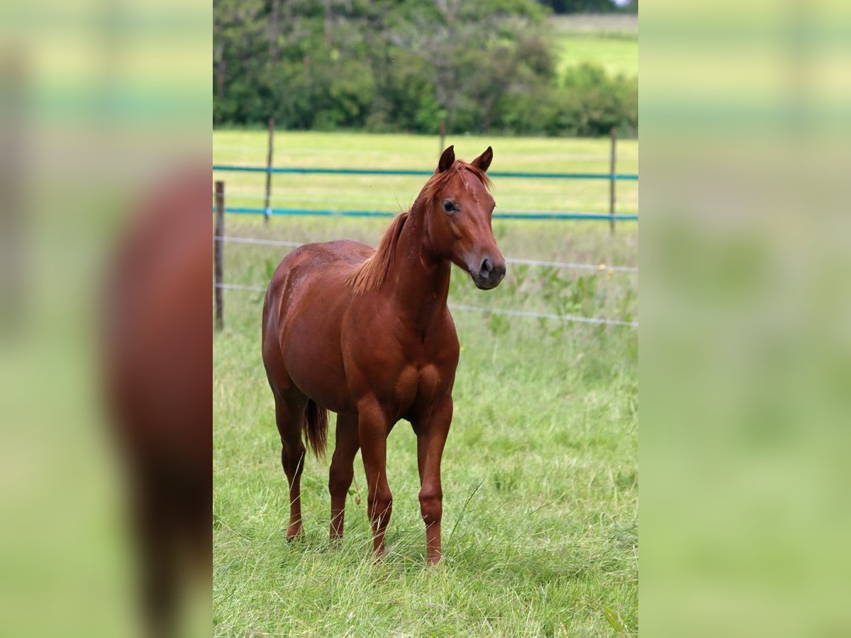 American Quarter Horse Stute 1 Jahr 150 cm Fuchs in Hellenthal