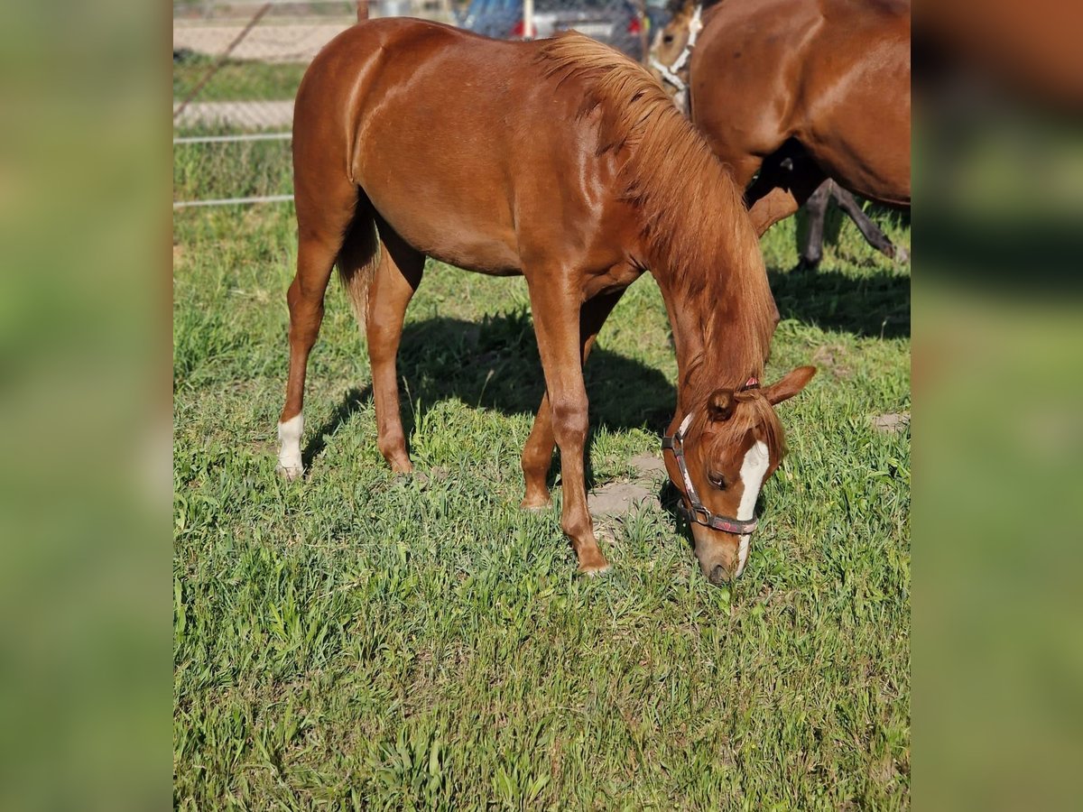 American Quarter Horse Stute 1 Jahr 150 cm Fuchs in Berlin