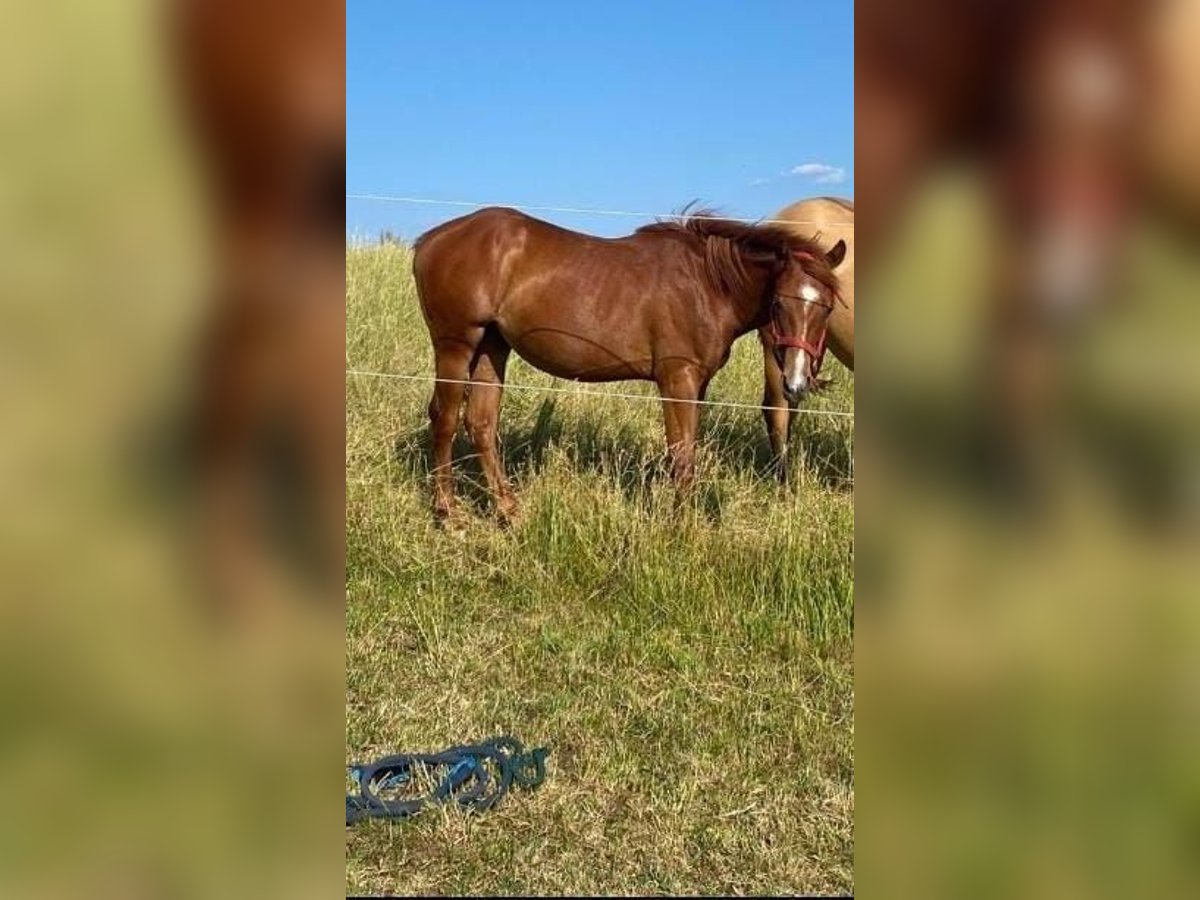 American Quarter Horse Stute 1 Jahr 150 cm Fuchs in Theilenhofen