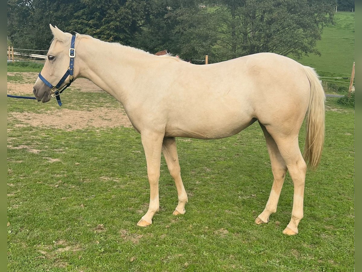 American Quarter Horse, Stute in Kürten