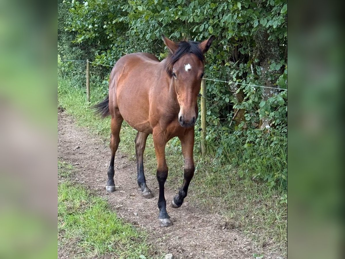 American Quarter Horse, Stute in Daleiden