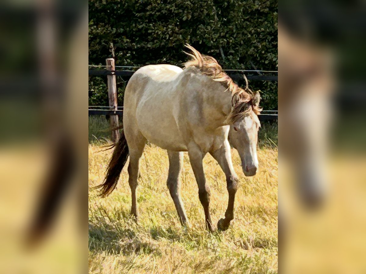 American Quarter Horse Stute 1 Jahr 151 cm Champagne in Scharbeutz