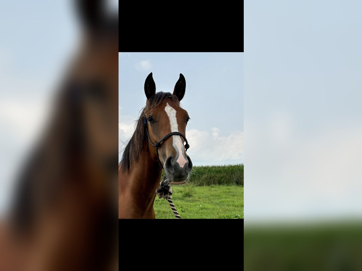 American Quarter Horse Mix Stute 1 Jahr 152 cm Brauner in Heinsberg