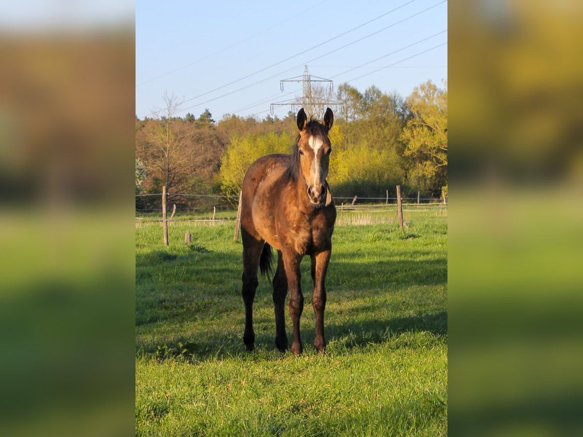 American Quarter Horse, Stute in Celle