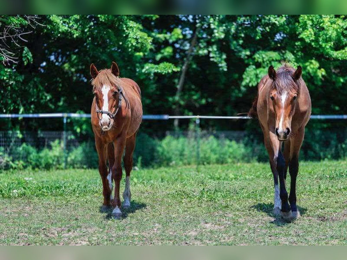 American Quarter Horse Stute 1 Jahr 152 cm Dunkelbrauner in Marengo, Illinois