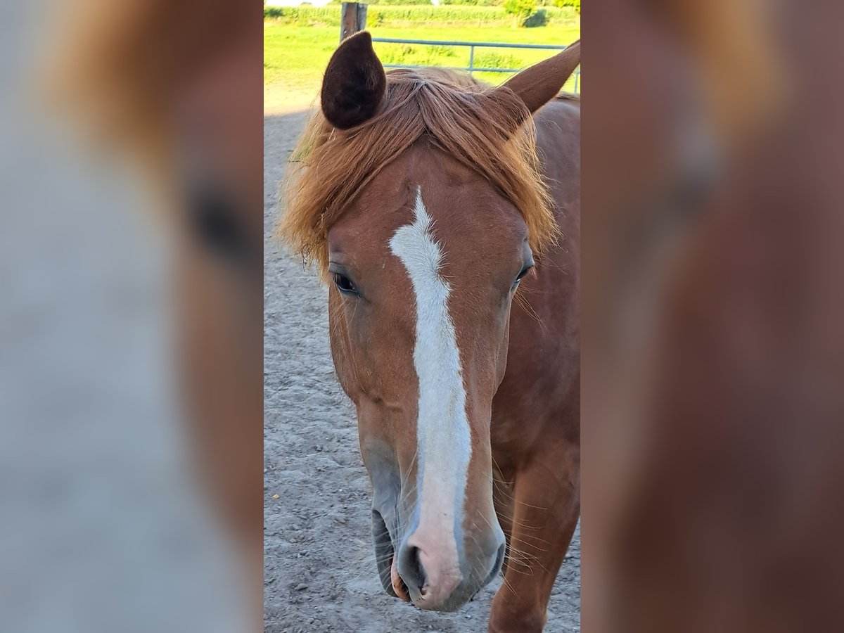 American Quarter Horse, Stute in Weste