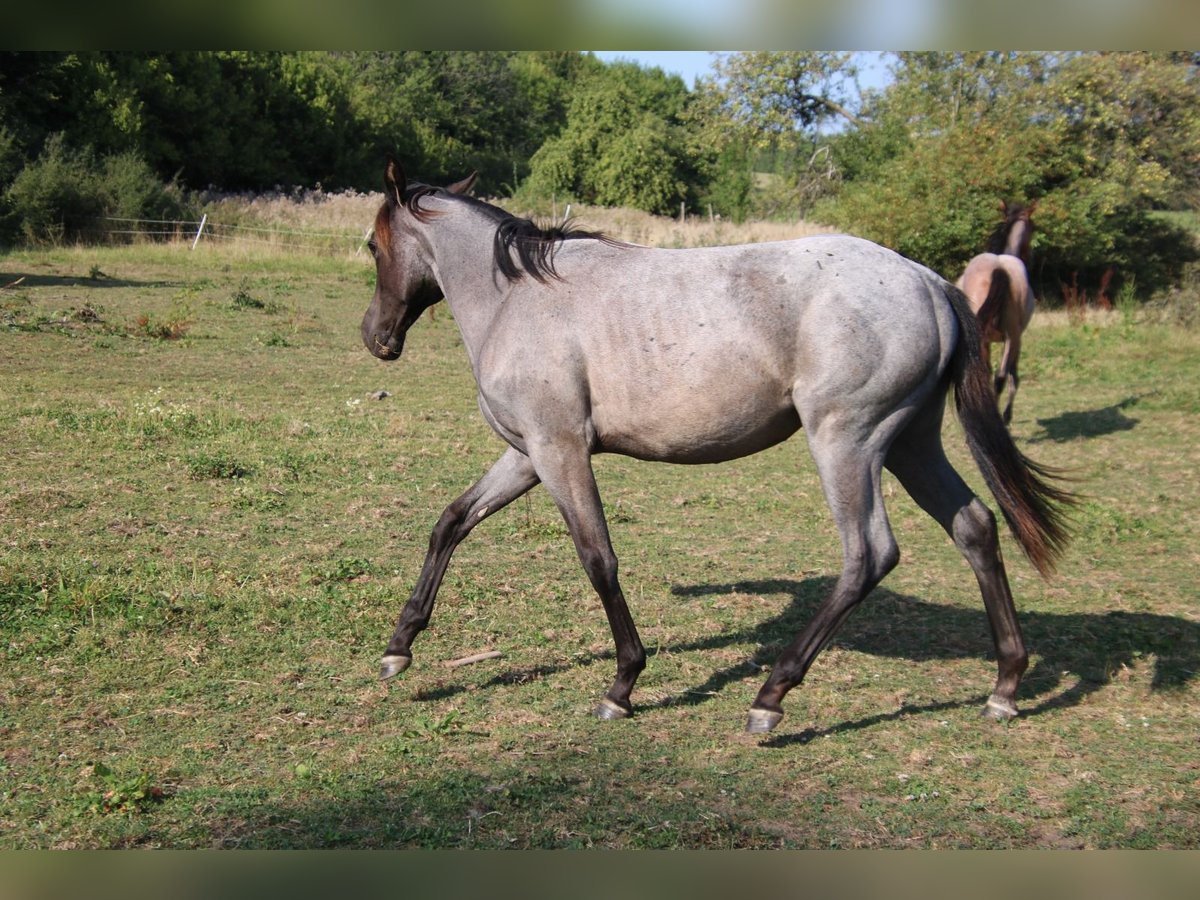 American Quarter Horse Stute 1 Jahr 153 cm Roan-Blue in Breitenbach