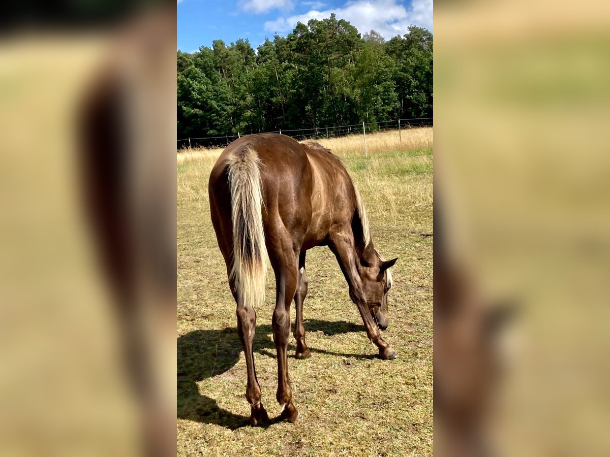 American Quarter Horse Stute 1 Jahr 155 cm in Geiselwind
