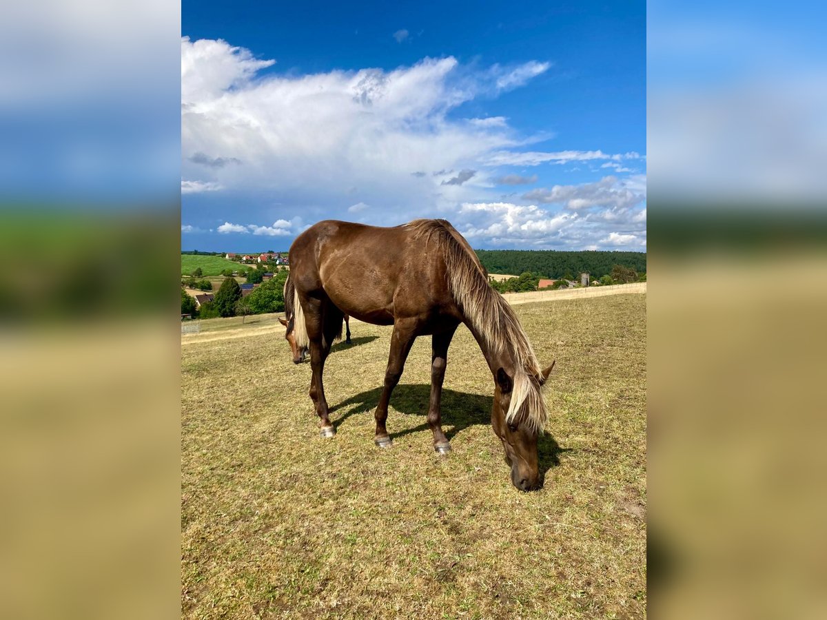 American Quarter Horse Stute 1 Jahr 155 cm in Geiselwind