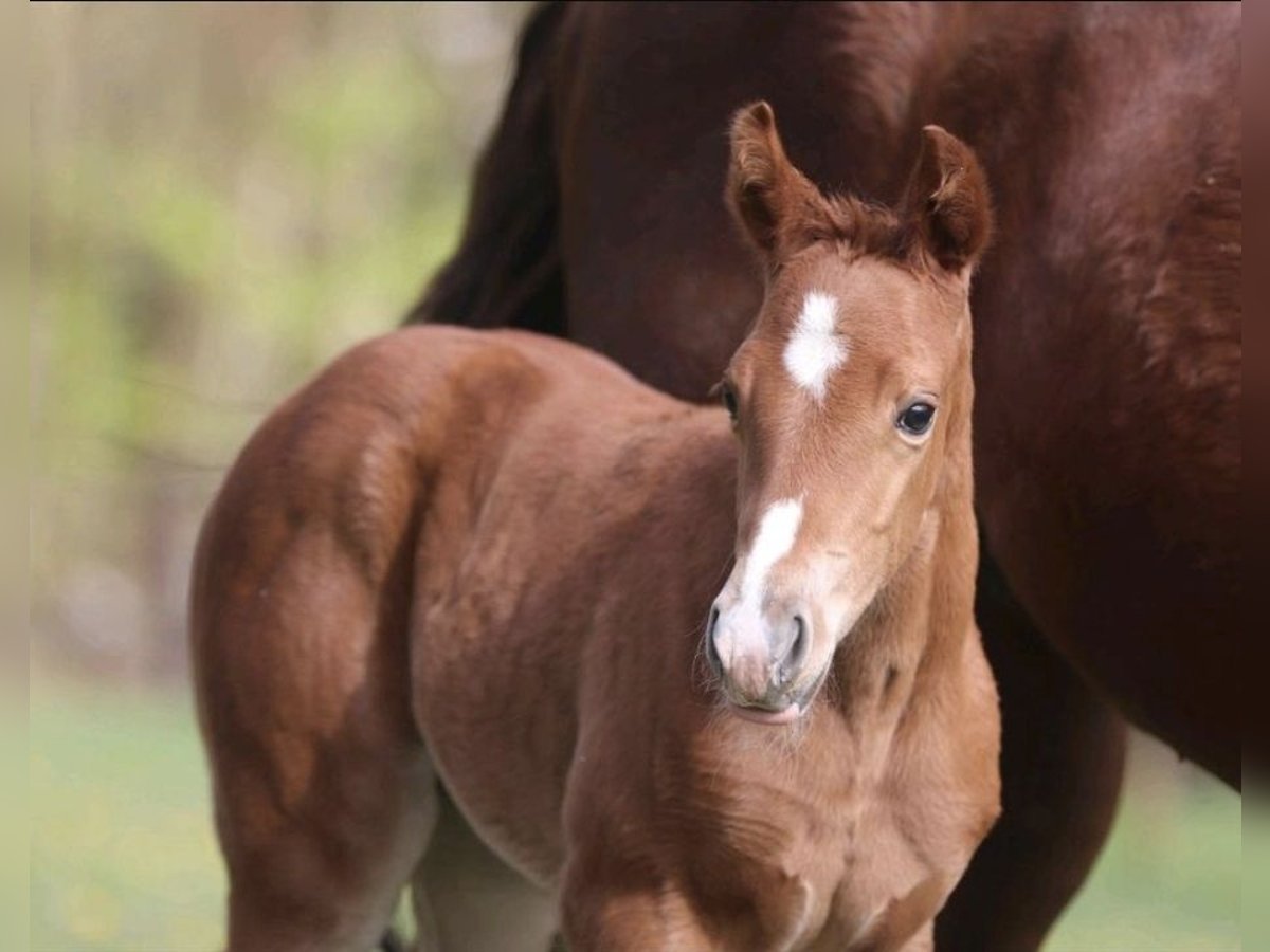 American Quarter Horse Stute 1 Jahr 158 cm Fuchs in Greifenstein American Quarter Horse Stute 1 Jahr 158 cm Fuchs in Greifenstein