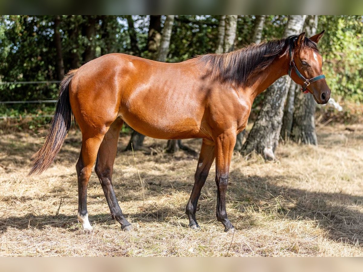 American Quarter Horse, Stute in Straelen