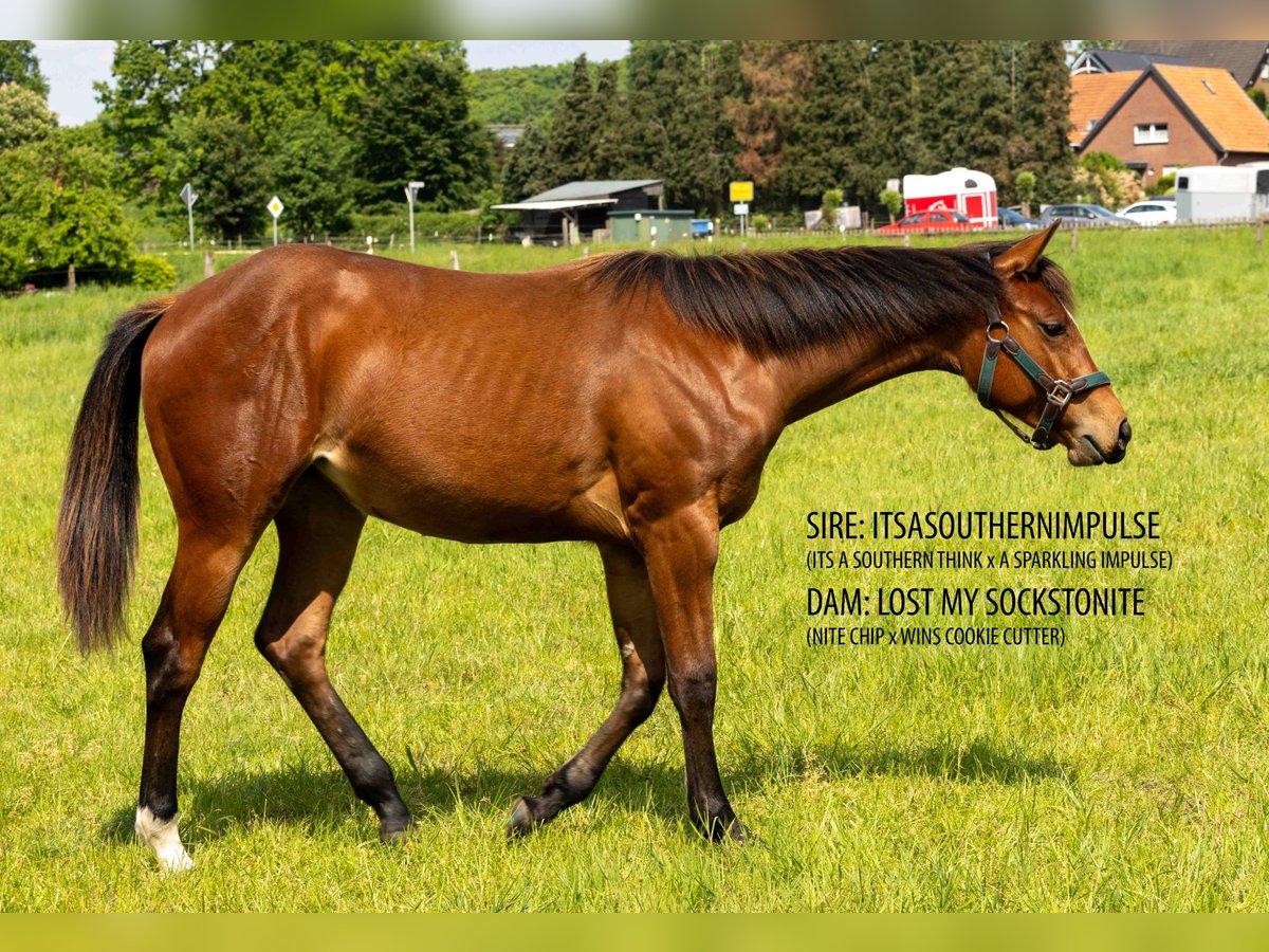 American Quarter Horse, Stute in Straelen