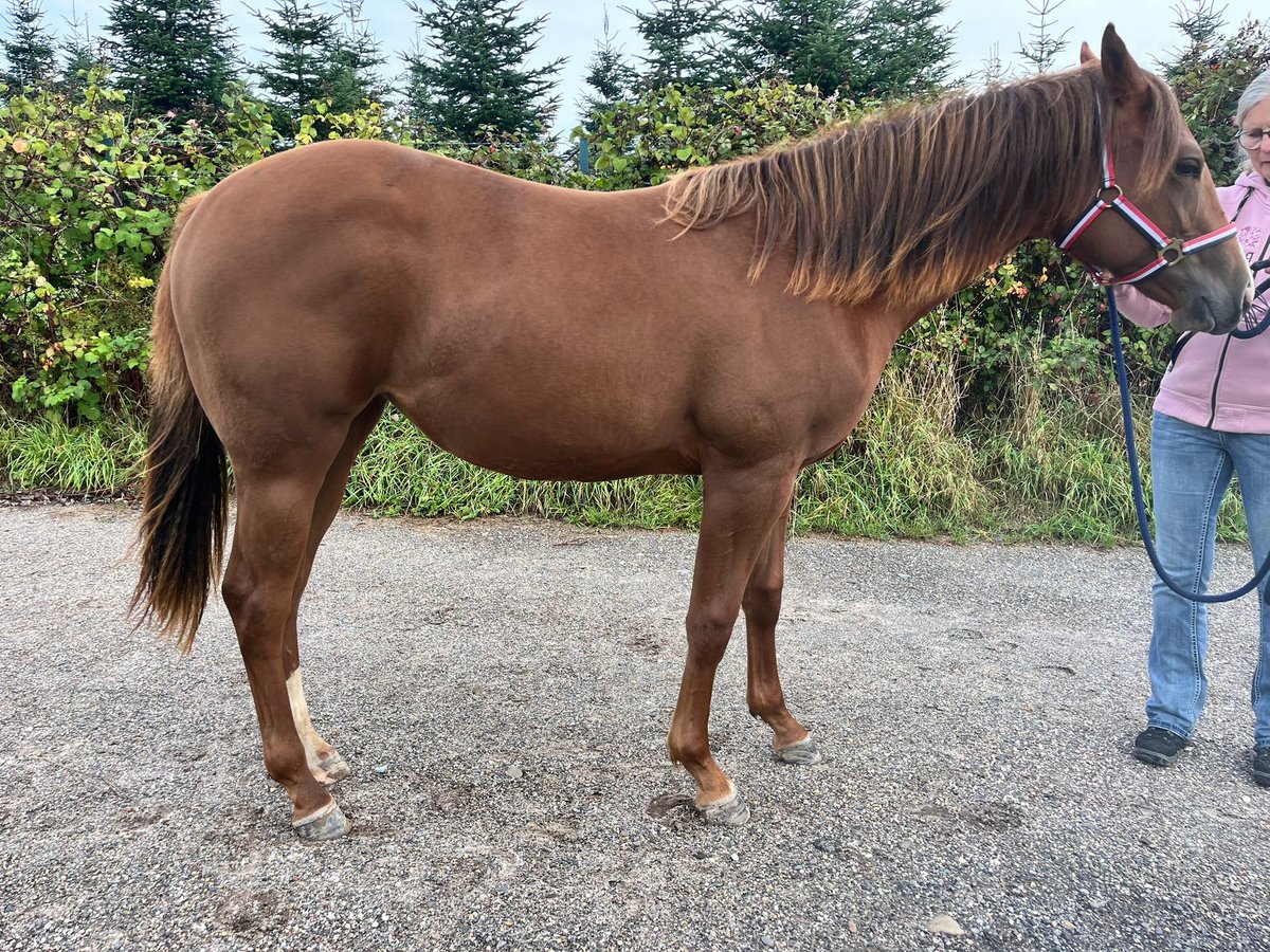 American Quarter Horse Stute 1 Jahr 163 cm Fuchs in Burscheid