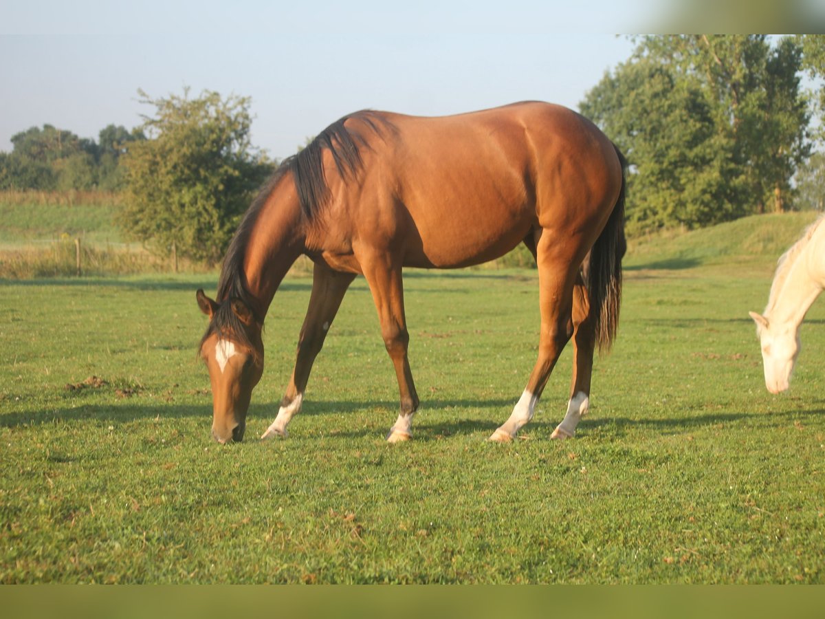 American Quarter Horse Stute 1 Jahr Brauner in Haigerloch