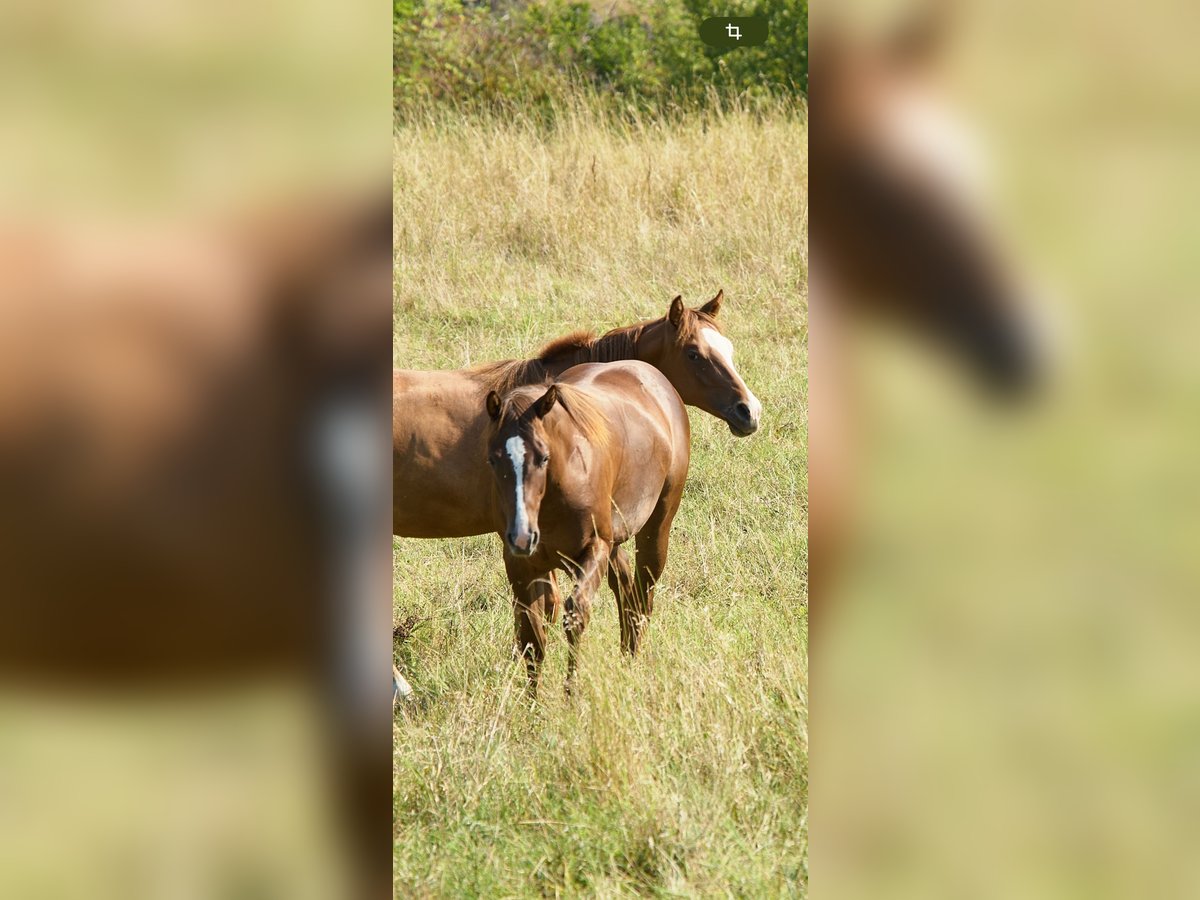 American Quarter Horse Stute 1 Jahr Dunkelbrauner in München American Quarter Horse Stute 1 Jahr Dunkelbrauner in München