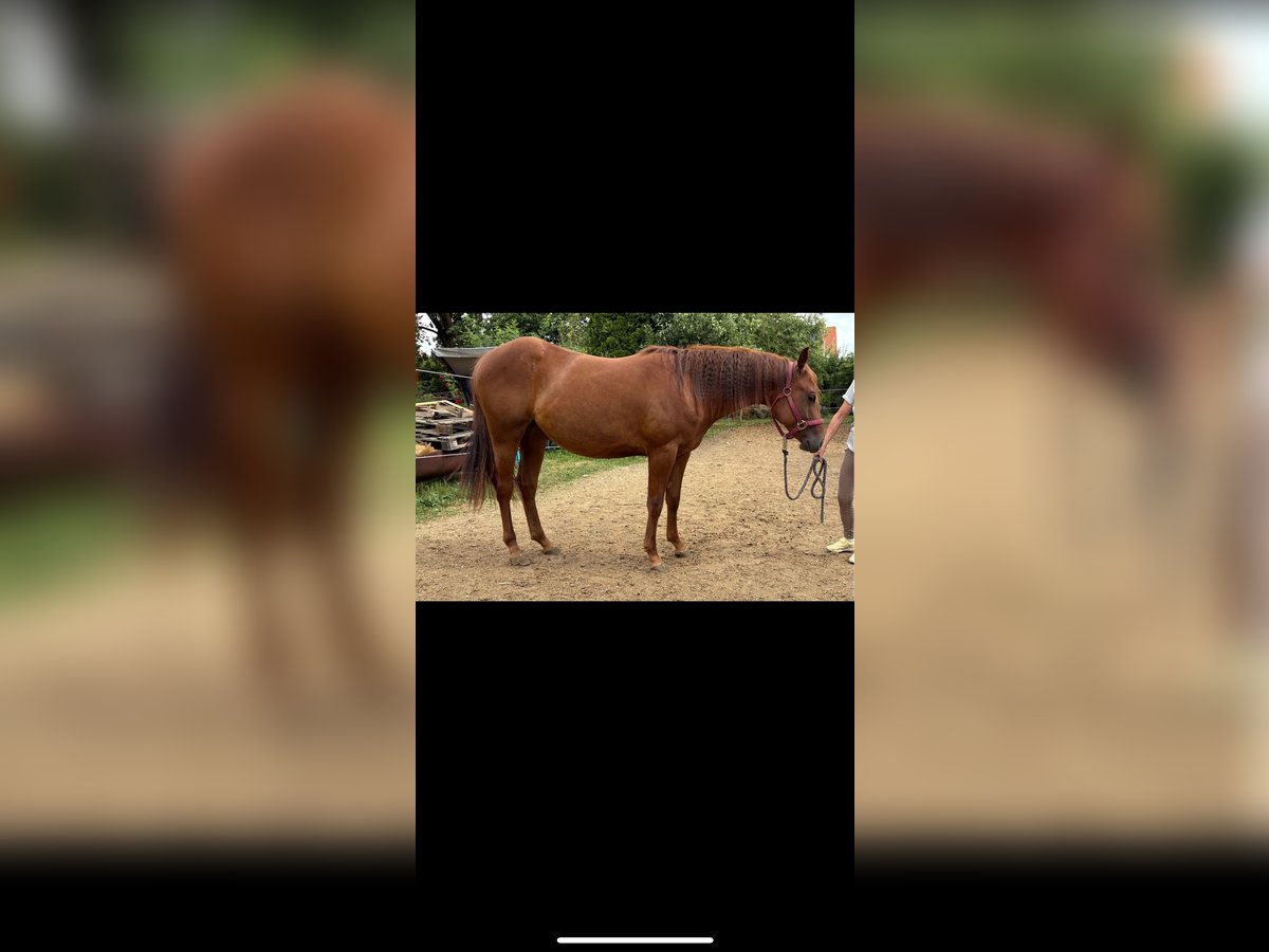 American Quarter Horse Stute 1 Jahr Dunkelbrauner in Rottenburg am Neckar
