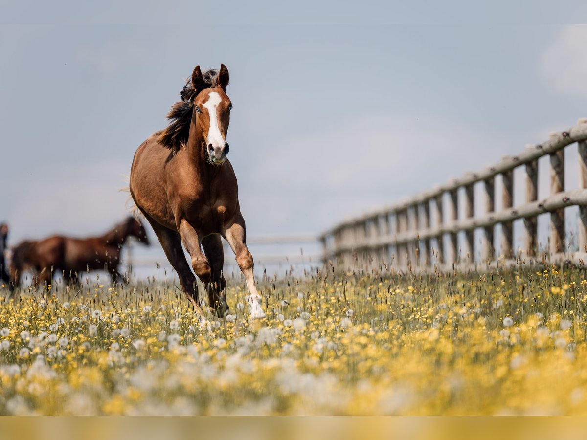American Quarter Horse, Stute in Deining