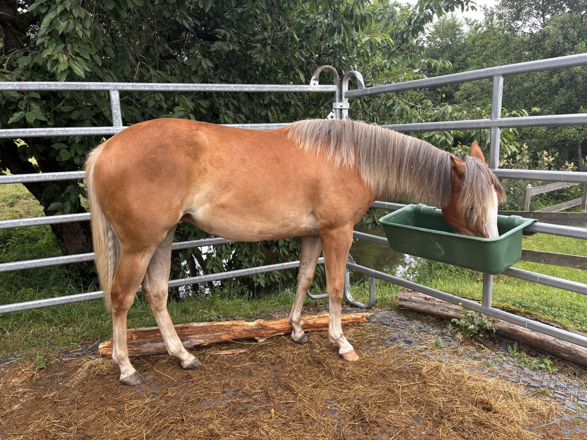 American Quarter Horse Stute 1 Jahr Fuchs in Gefrees
