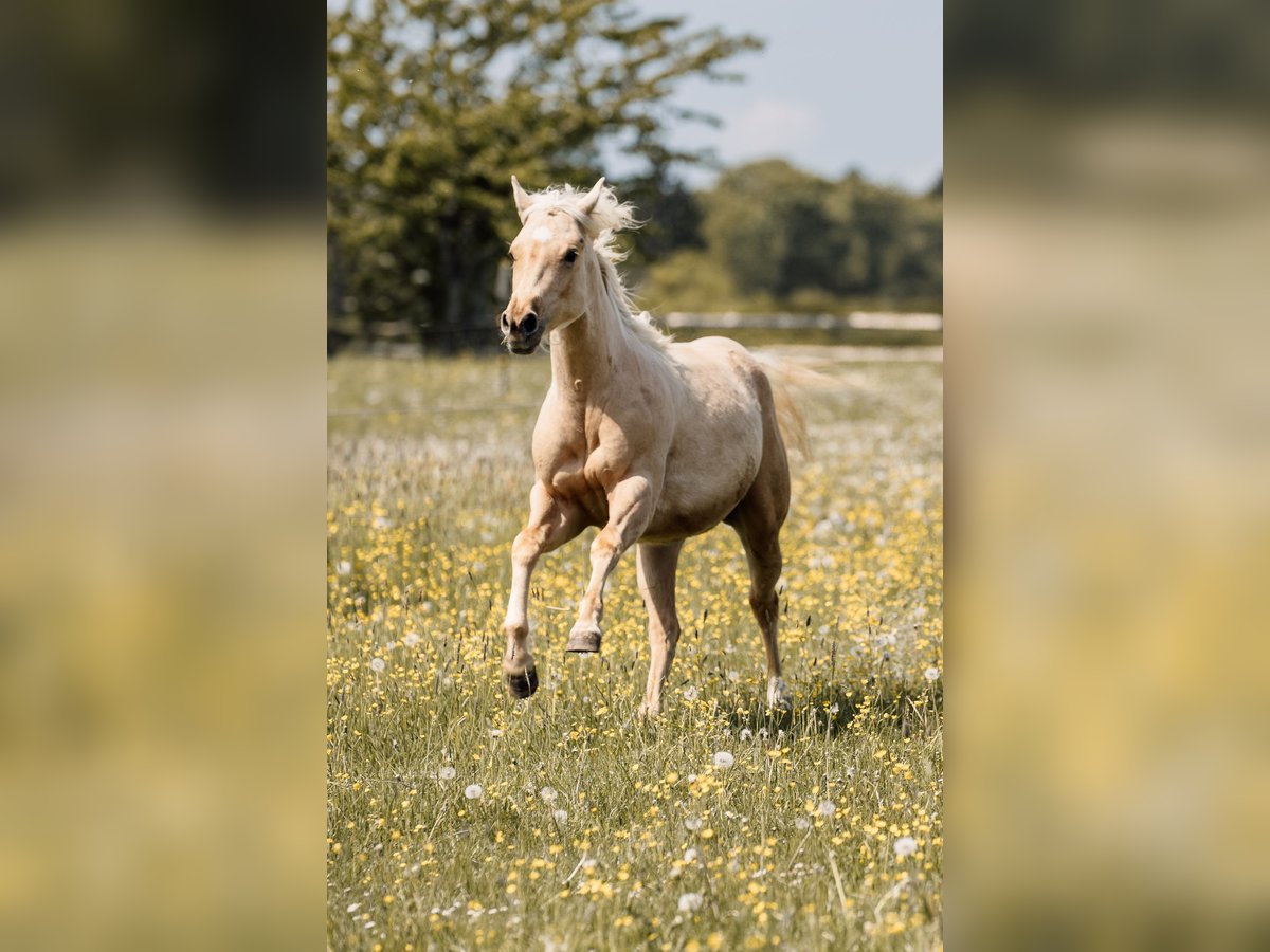 American Quarter Horse, Stute in Deining