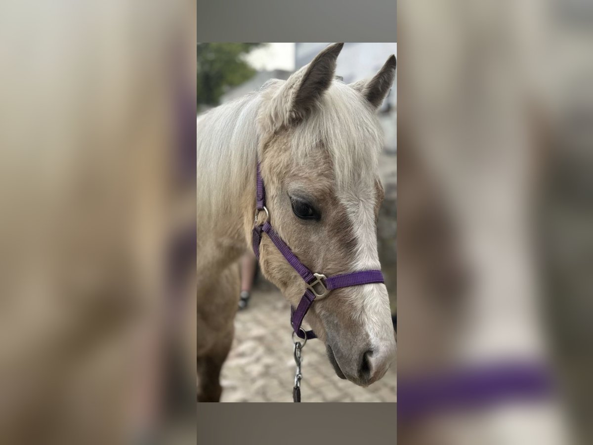 American Quarter Horse Stute 1 Jahr Palomino in Waldkirchen