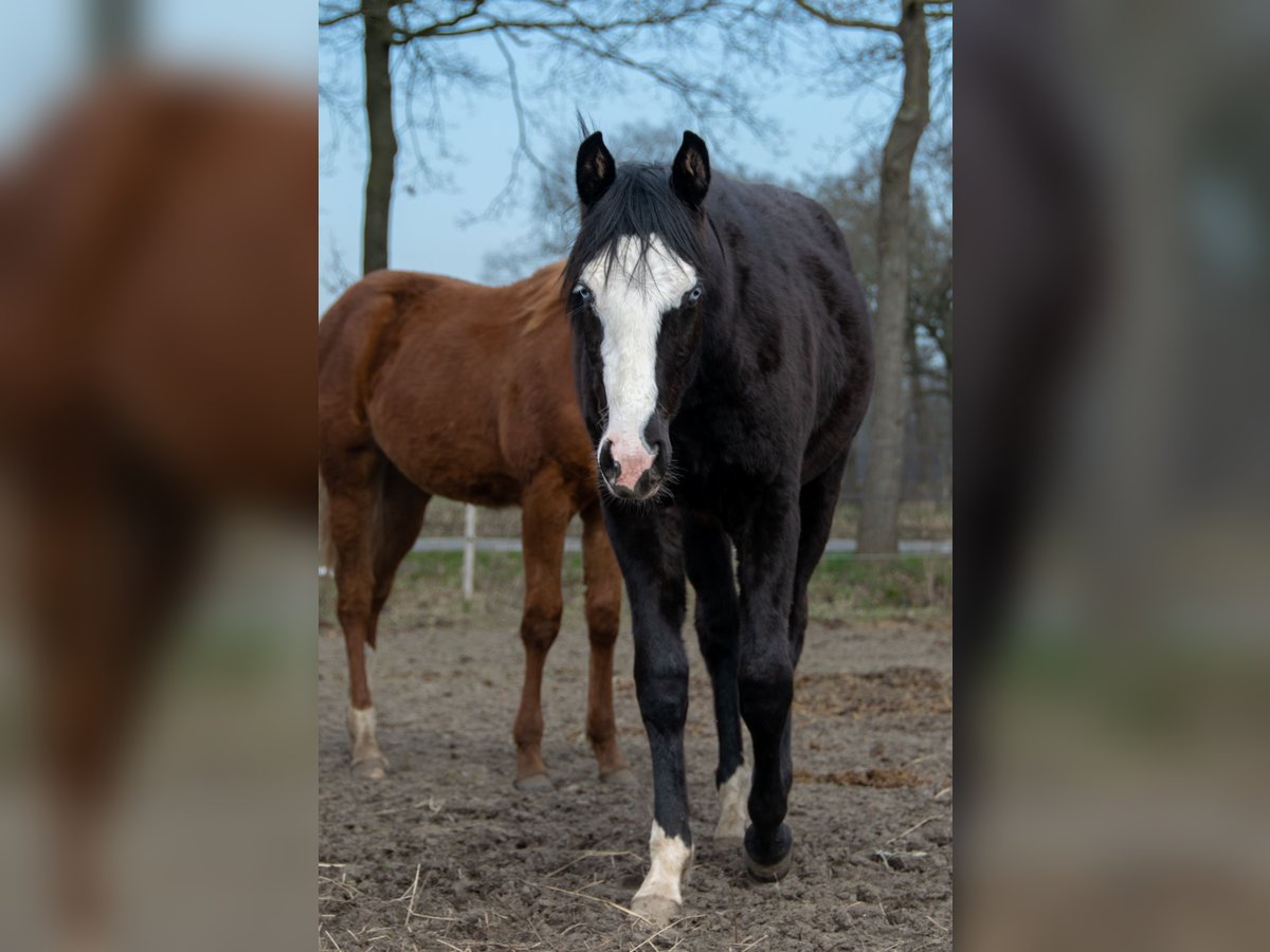 American Quarter Horse Mix Stute 1 Jahr Rappe in Almkerk