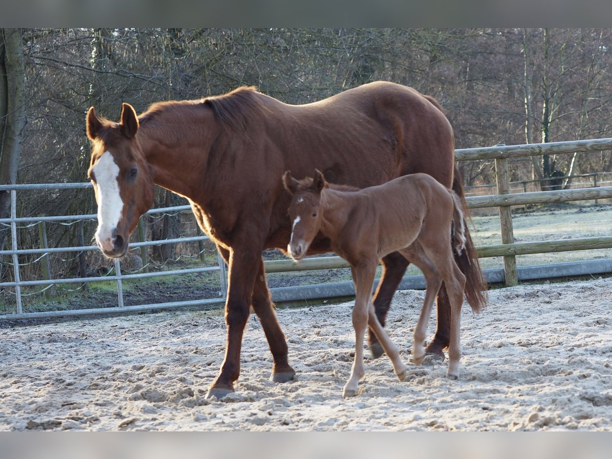 American Quarter Horse Stute 20 Jahre 150 cm Fuchs in M&#xFC;hltal