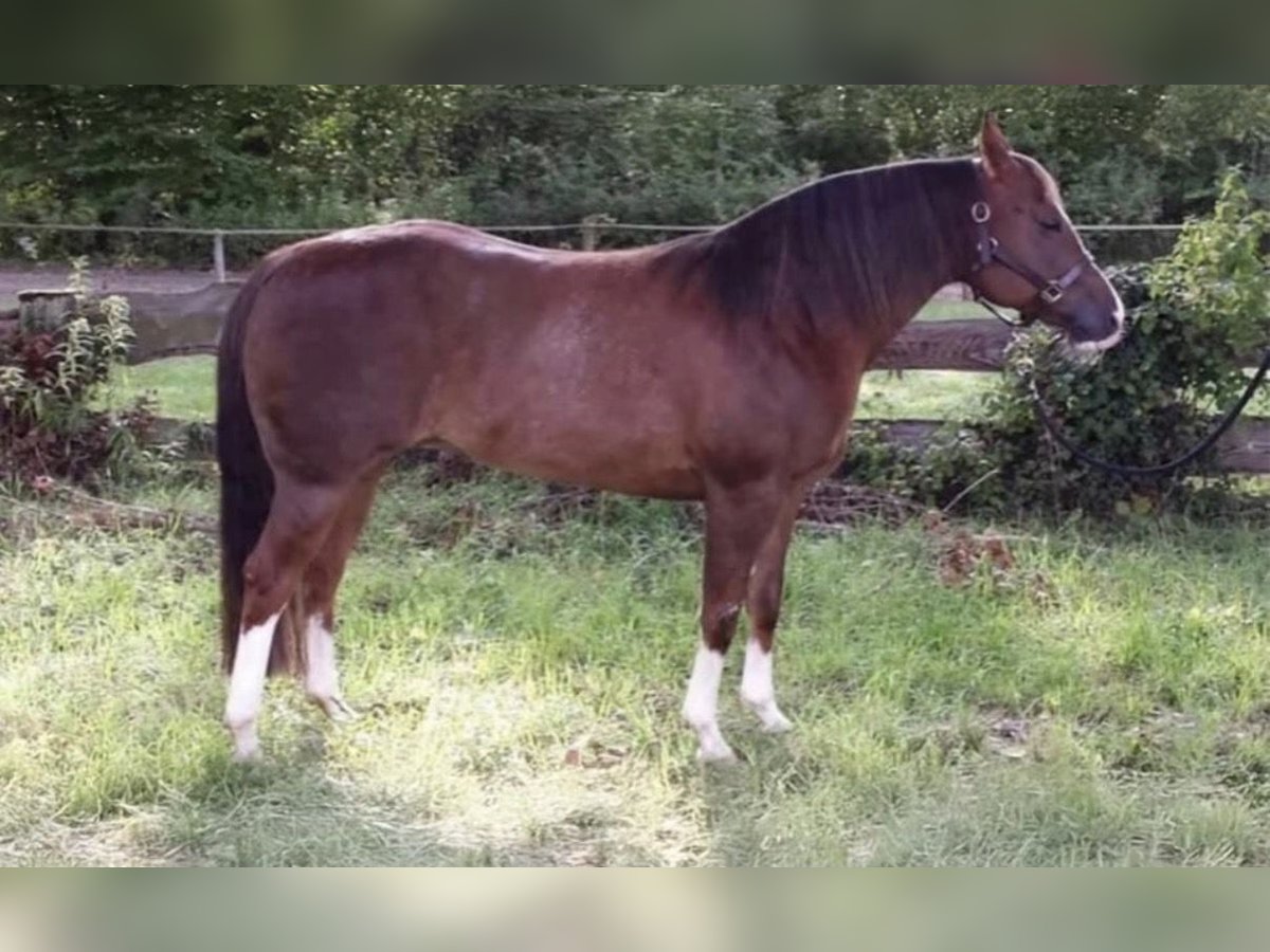American Quarter Horse, Stute in Alfeld (Leine)