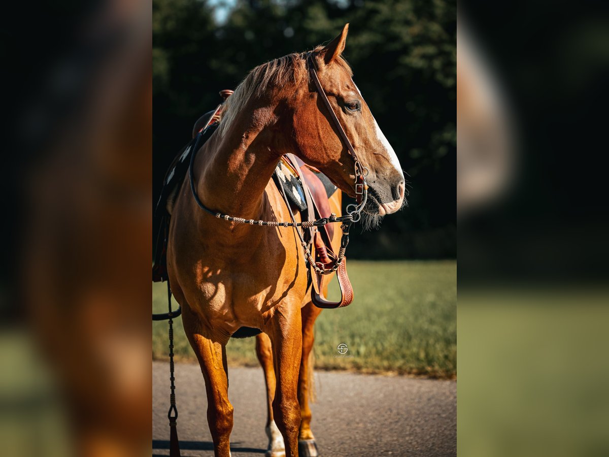 American Quarter Horse Stute 20 Jahre 155 cm Dunkelfuchs in Edling American Quarter Horse Stute 20 Jahre 155 cm Dunkelfuchs in Edling