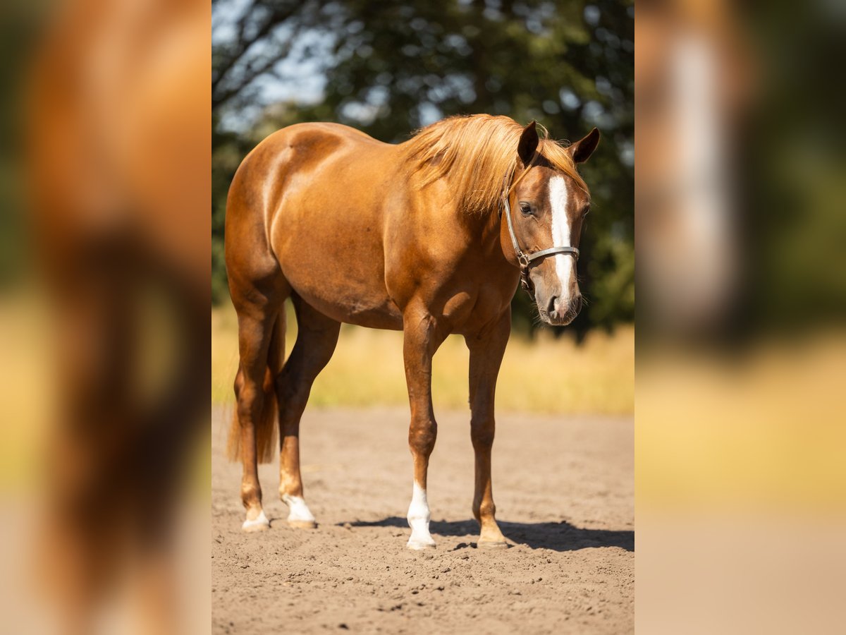 American Quarter Horse, Stute in Steyerberg