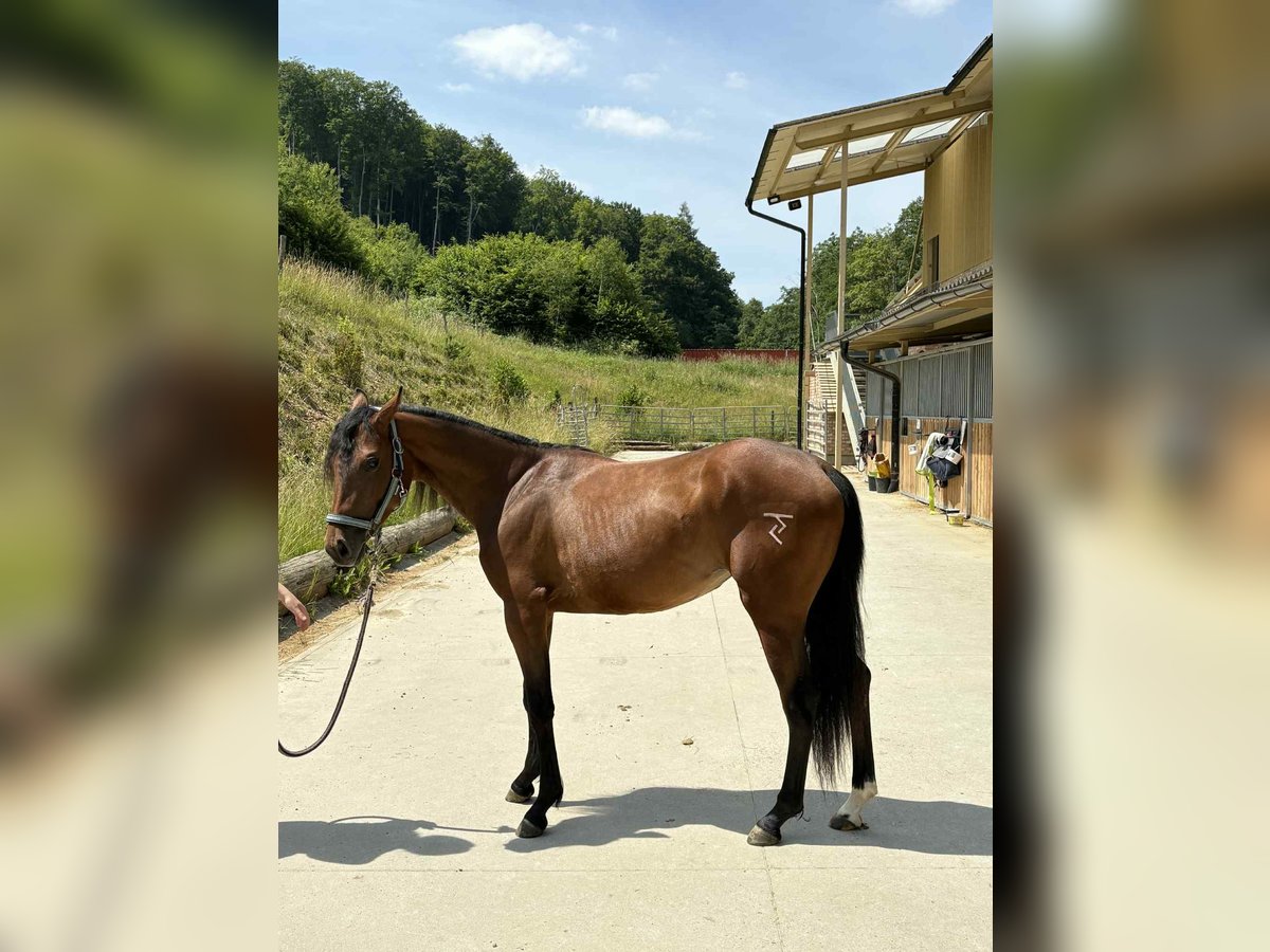American Quarter Horse Stute 2 Jahre 145 cm Rotbrauner in Trencin