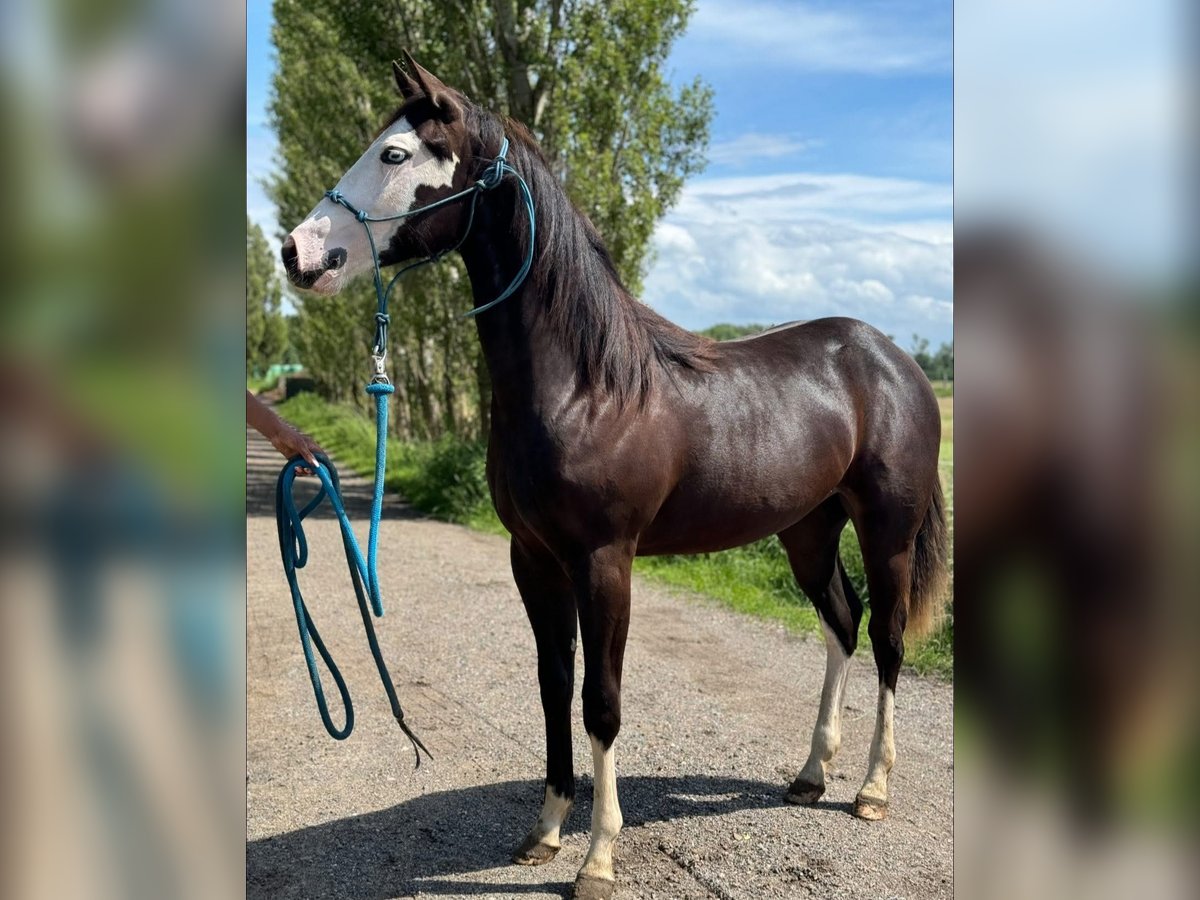 American Quarter Horse Stute 2 Jahre 145 cm Schwarzbrauner in Amel