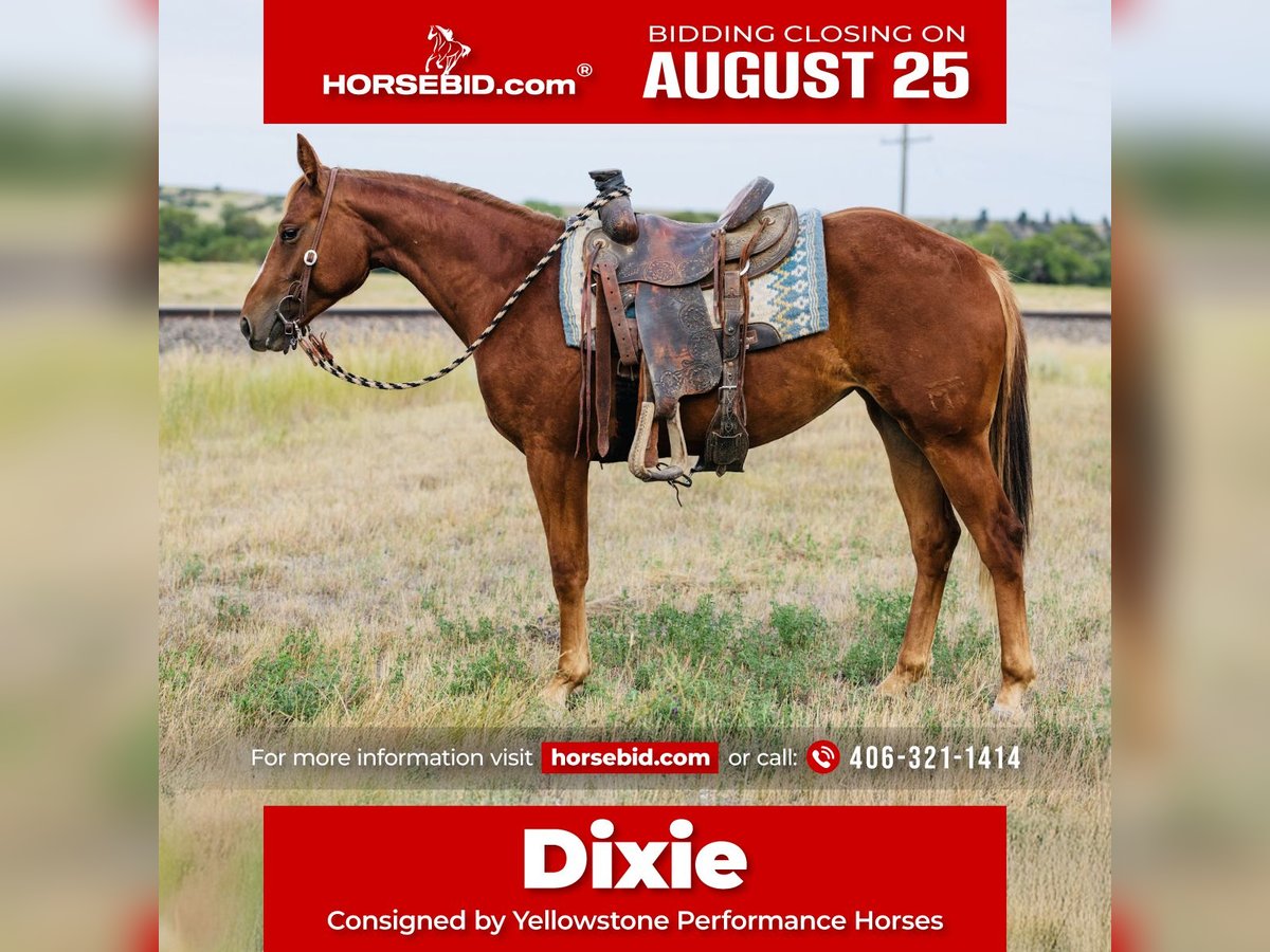 American Quarter Horse Stute 2 Jahre 147 cm Rotfuchs in Greycliff